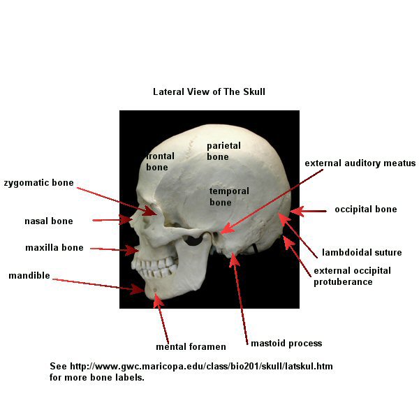 Auditory Meatus Meddic